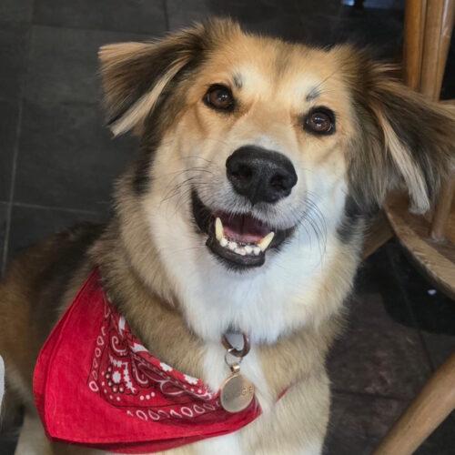Maggie - 6 Anni (Nata Il 1 Febbraio 2019)  - Mix Levriero Afghano  - Taglia: Media  - Carattere: Dolce, Tranquilla, Giocherellona